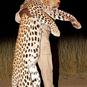 Leopard Hunting Namibia