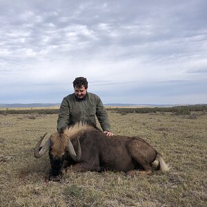 Black Wildebeest Hunting Eastern Cape South Africa