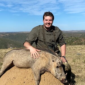 Warthog Hunting Eastern Cape South Africa