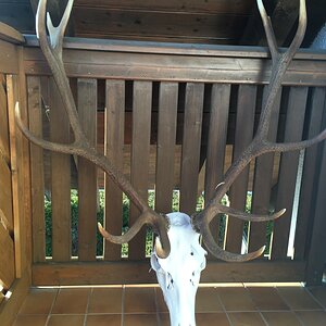 Red Deer Euro Mount Taxidermy