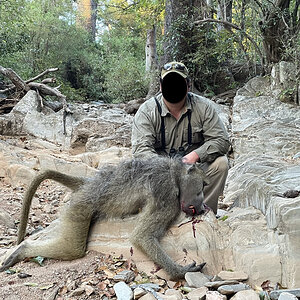 Baboon Hunt Zimbabwe