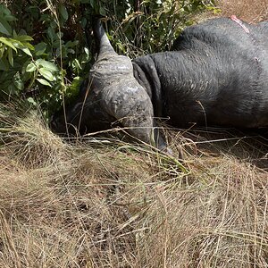 Buffalo Hunt Zimbabwe