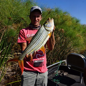 Tiger Fishing Okavango Delta Botswana