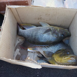 Bream Fishing Okavango Delta Botswana