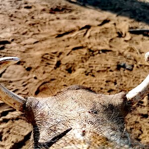 Warthog Wildlife South Africa