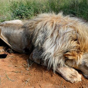 Lion Hunting South Africa