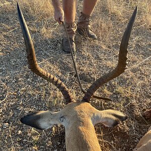 Impala Hunting Zimbabwe