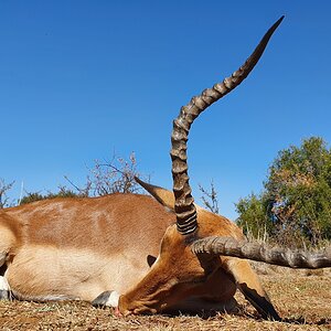 Impala Hunting South Africa