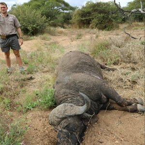 Zimbabwe Buffalo Hunt