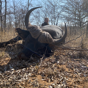 Buffalo Hunting Namibia