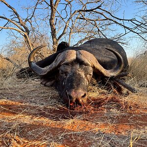 Buffalo Hunting South Africa