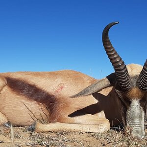 Springbok Hunt South Africa