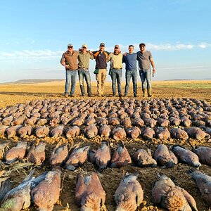 Wild Pigeons and Doves South Africa