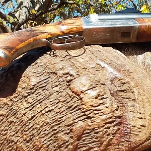 Buffalo Hunting South Africa