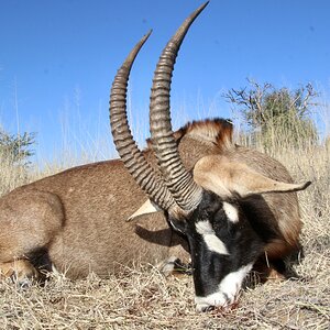 Roan hunted in Namibia with Zana Botes Safari.jpeg