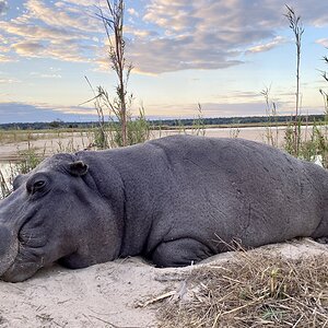 Hippo hunted in Namibia with Zana Botes Safari