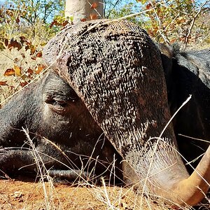 Buffalo Hunting South Africa