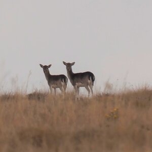 Fallow Deer South Africa