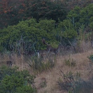 Fallow Deer South Africa