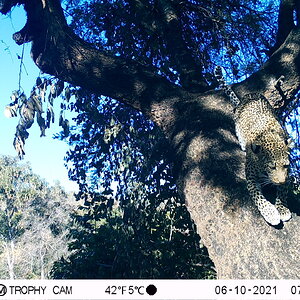 Leopard Trail Camera Zimbabwe