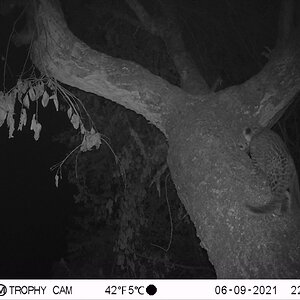 Leopard Trail Camera Zimbabwe