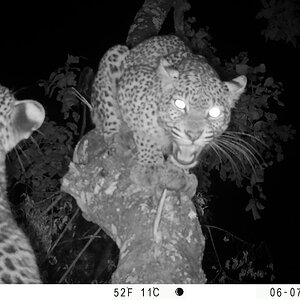 Leopard Trail Camera Zimbabwe