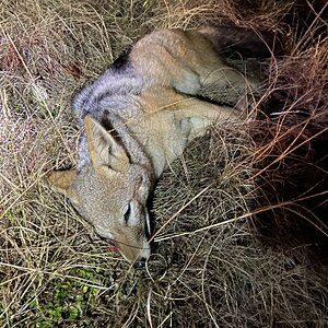 Jackal Hunt South Africa