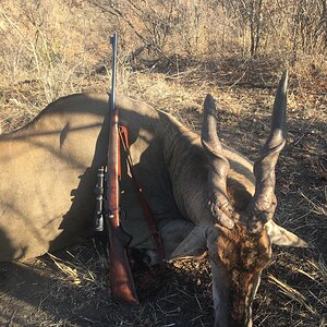 Eland Hunting