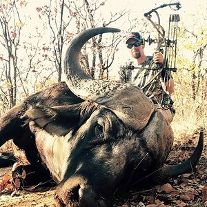 Bow Hunting Buffalo South Africa