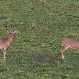 Reedbuck South Africa