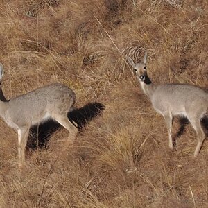 Vaal Rhebok Pair South Africa