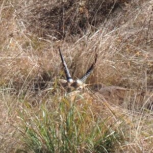 Common Readbuck South Africa