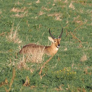 Reedbuck South Africa