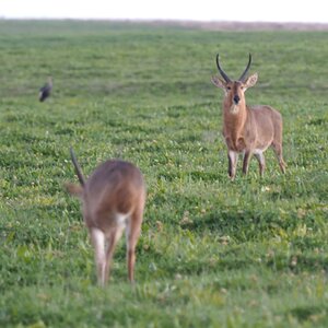 Young Reedbuck In Field South Africa