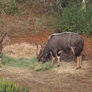 Nyala Bull South Africa