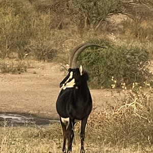 Sable South Africa