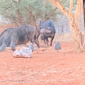 Buffalo Bulls Grazing South Africa