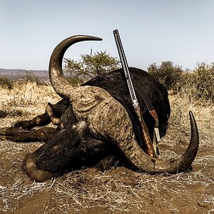 Buffalo Hunting Limpopo South Africa