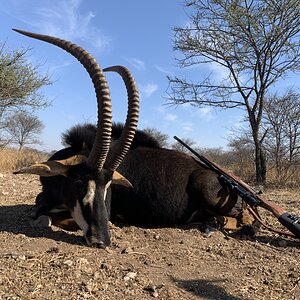 Sable Hunting Limpopo South Africa