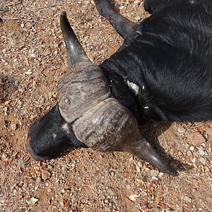 Buffalo Hunting Limpopo South Africa