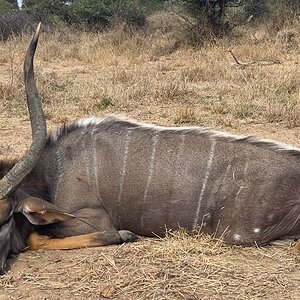 Nyala Hunt Zimbabwe