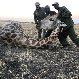 Great One! Giraffe Hunt Zimbabwe