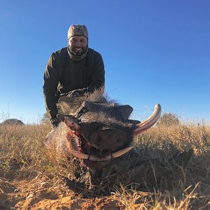 Warthog Hunt Limpopo South Africa