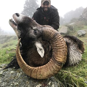 Mouflon Down Hunt in Spain