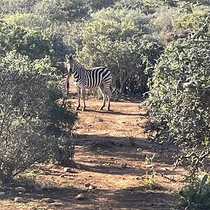 Wildlife South Africa