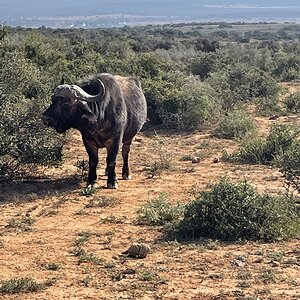 Wildlife South Africa