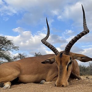 Implala Hunting South Africa