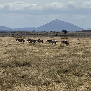 Zebra Herd Tanzania