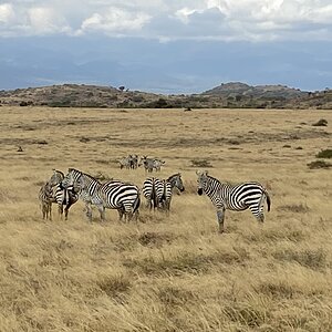 Zebra Herd Tanzania