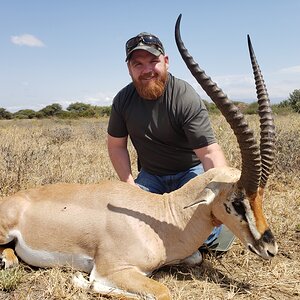 Thomson's gazelle Hunting Tanzania